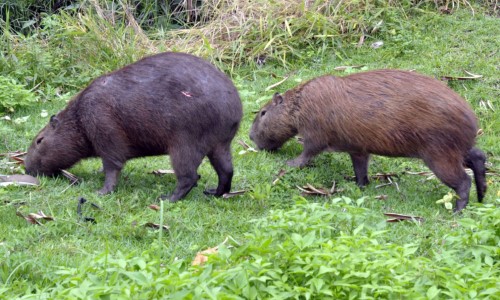 Barra Mansa celebra o Dia Internacional da Capivara